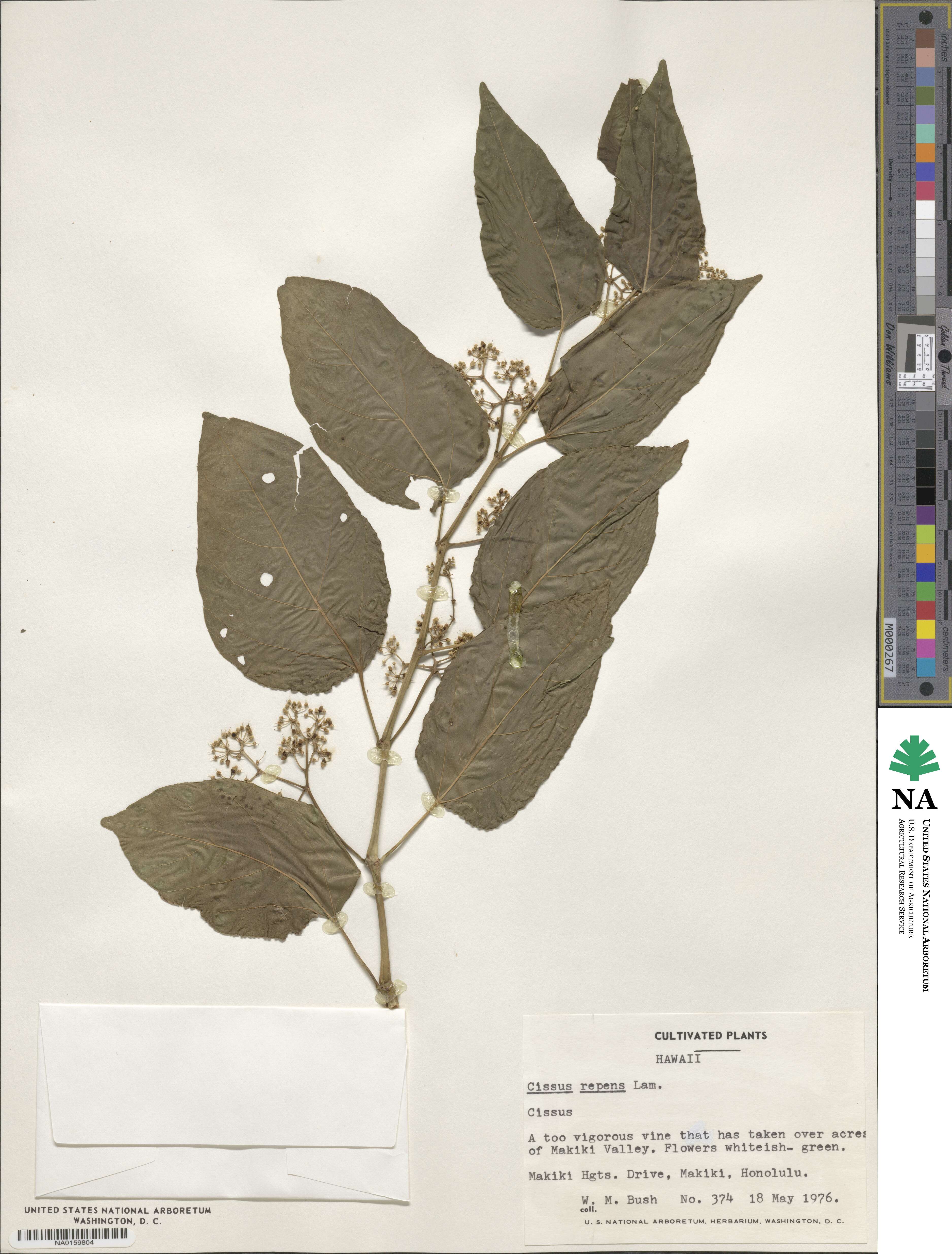 Cissus repens image