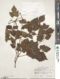 Cissus alata image