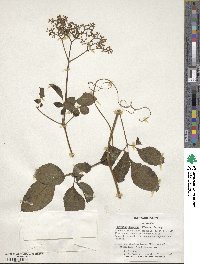 Causonis japonica image