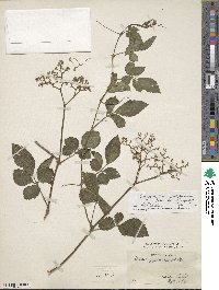 Causonis japonica image