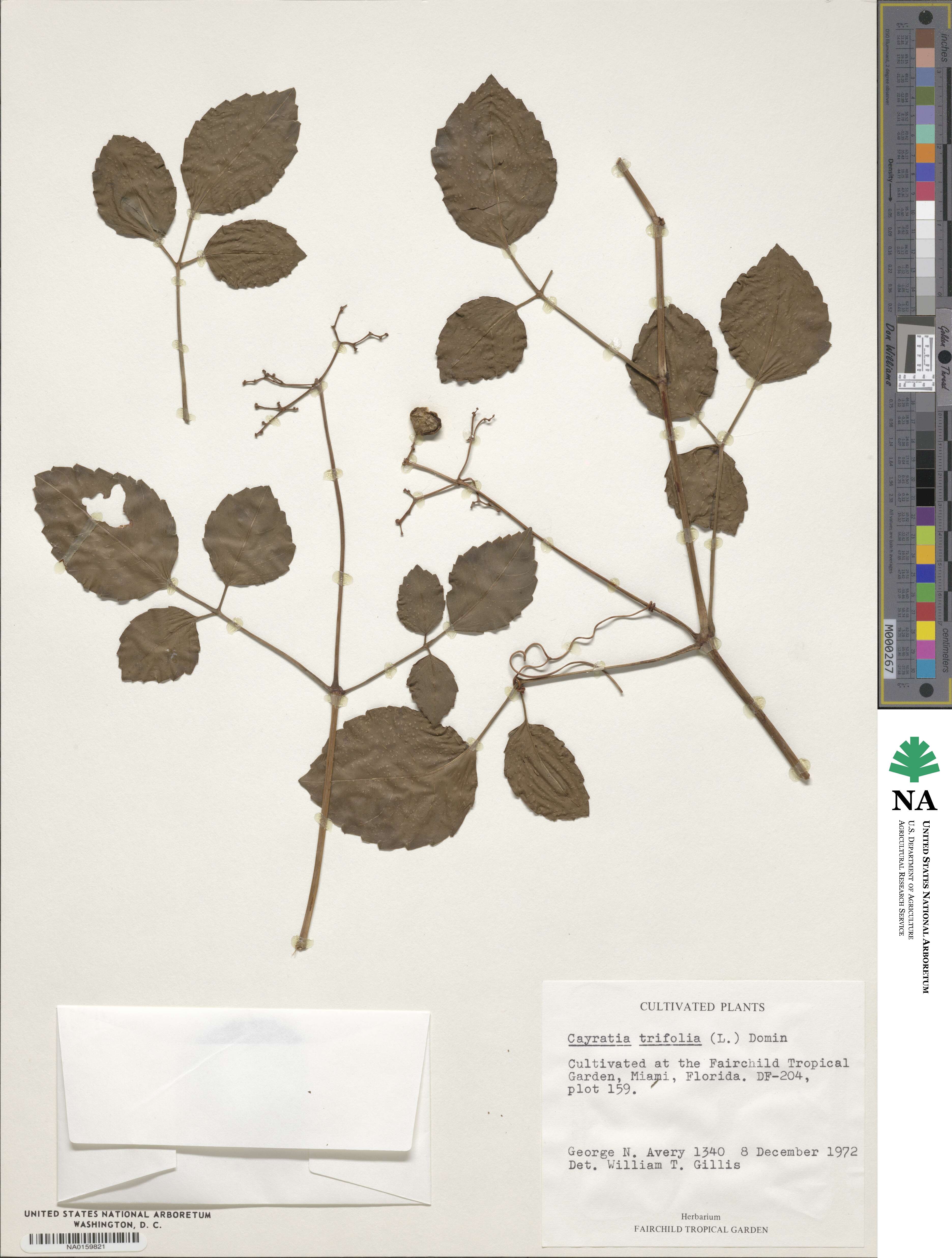 Causonis trifolia image