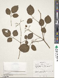 Causonis trifolia image