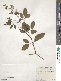 Causonis japonica image