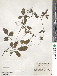 Causonis japonica image