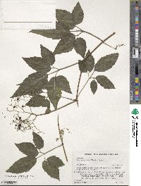 Causonis japonica image