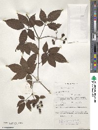 Causonis japonica image