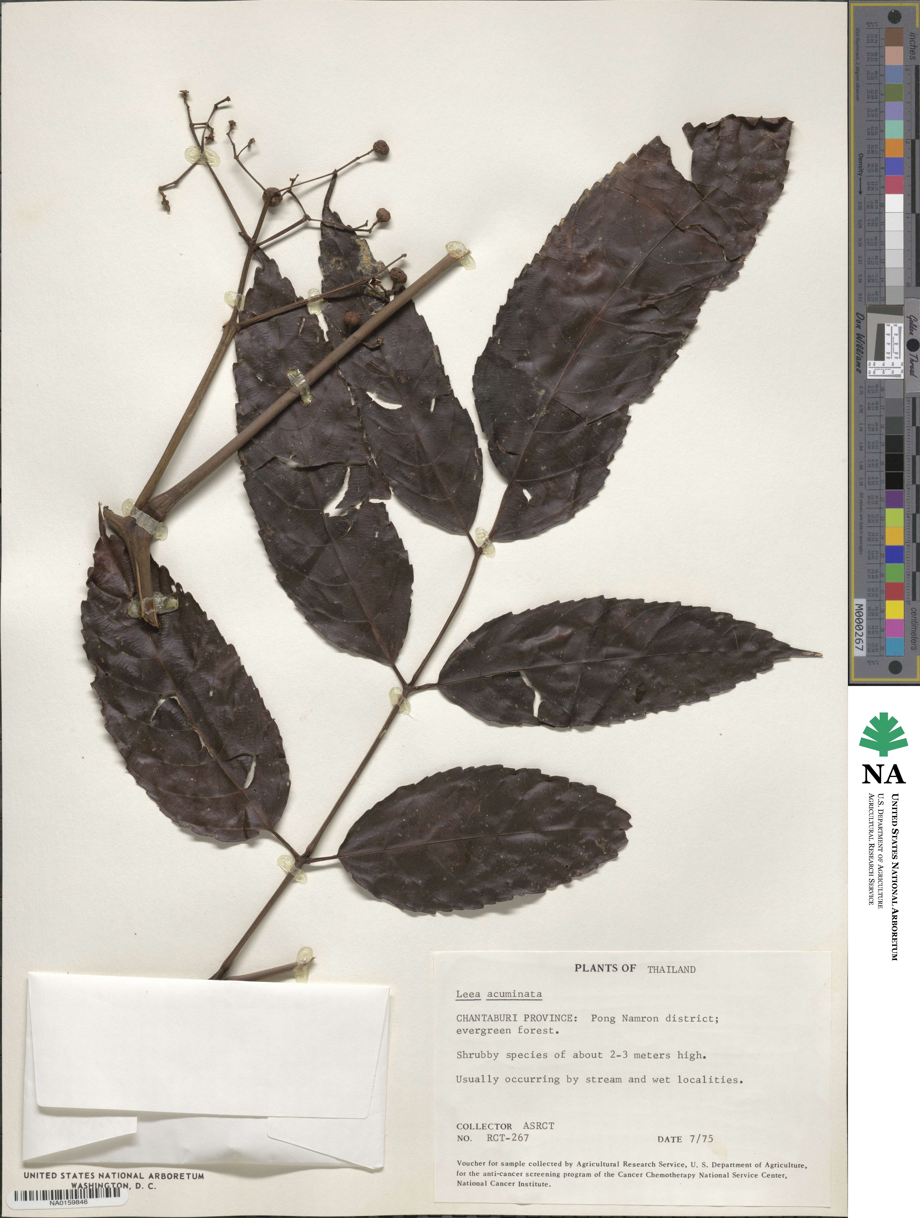 Leea acuminata image