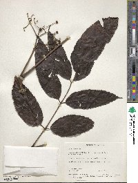 Image of Leea acuminata