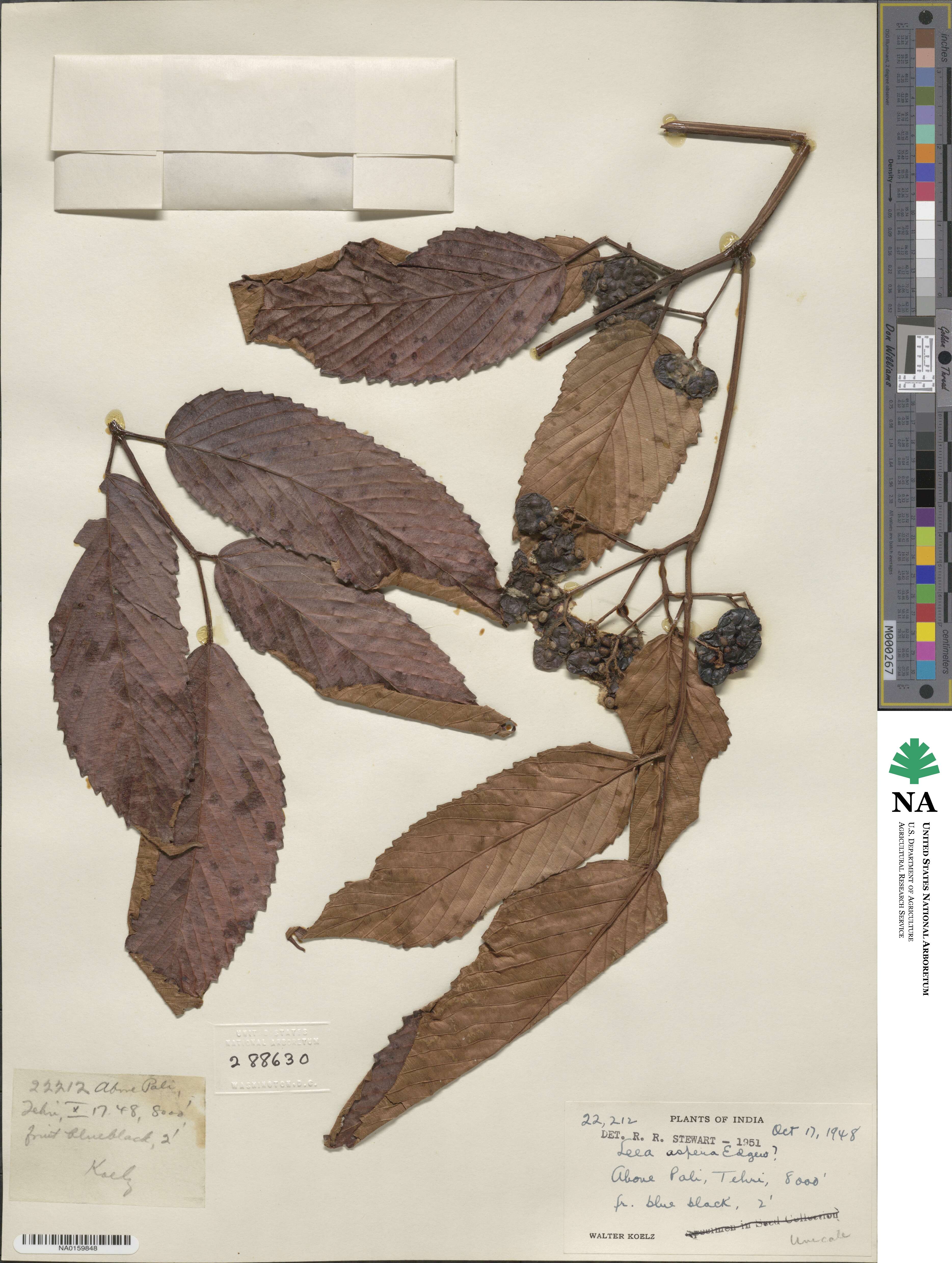 Leea aspera image