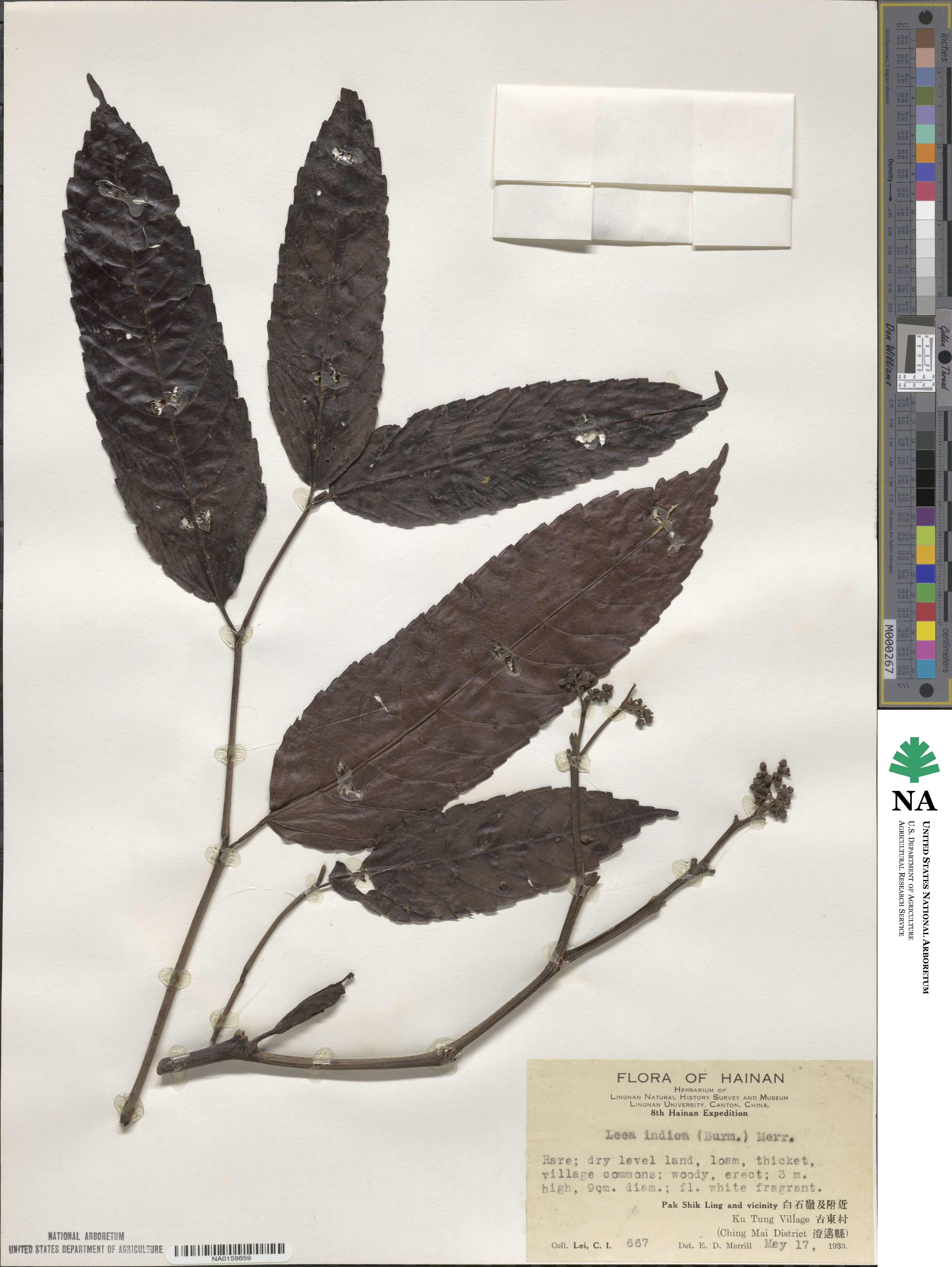 Leea indica image