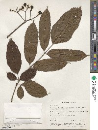 Leea guineensis image