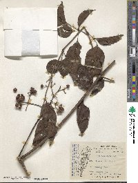 Leea guineensis image