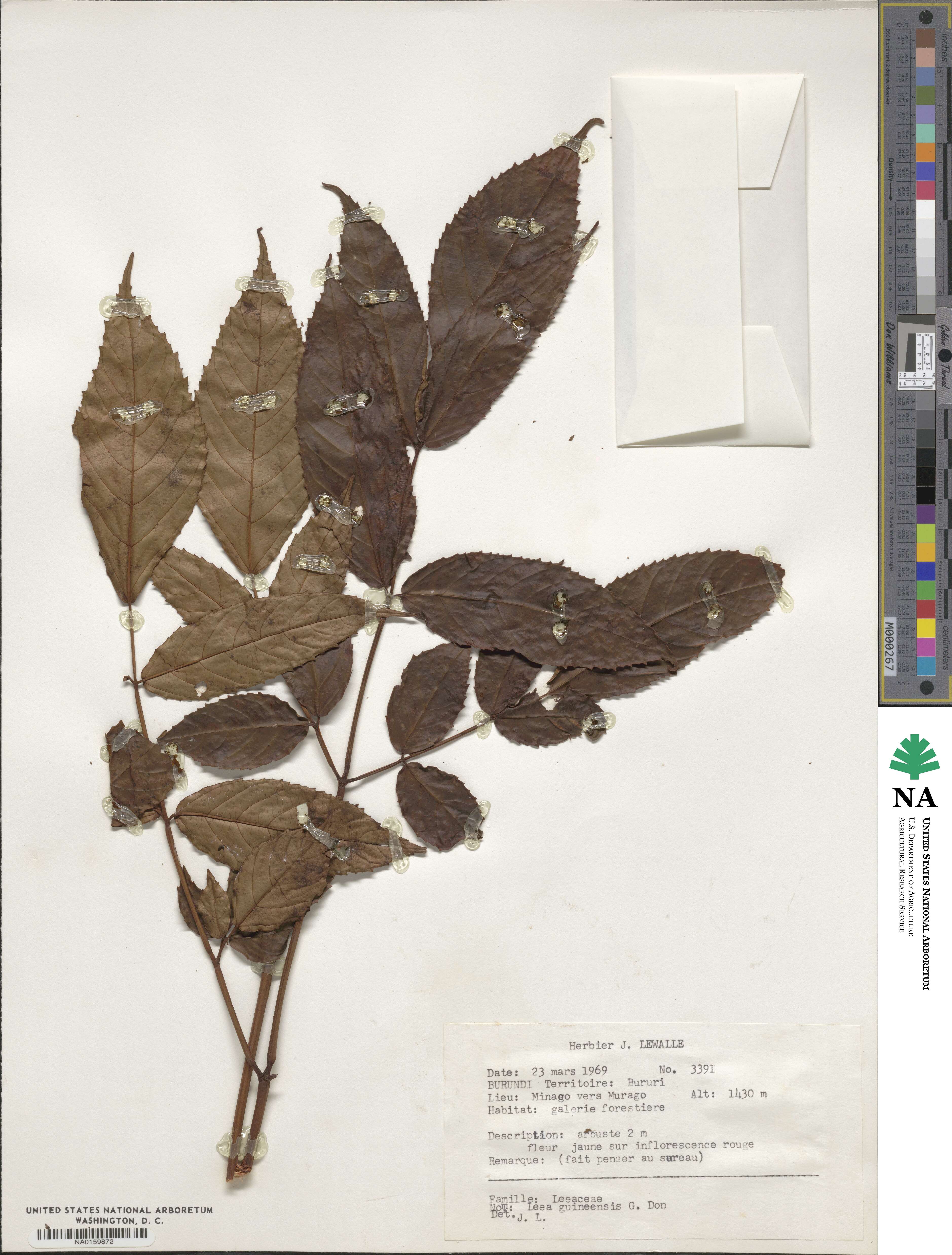 Leea guineensis image