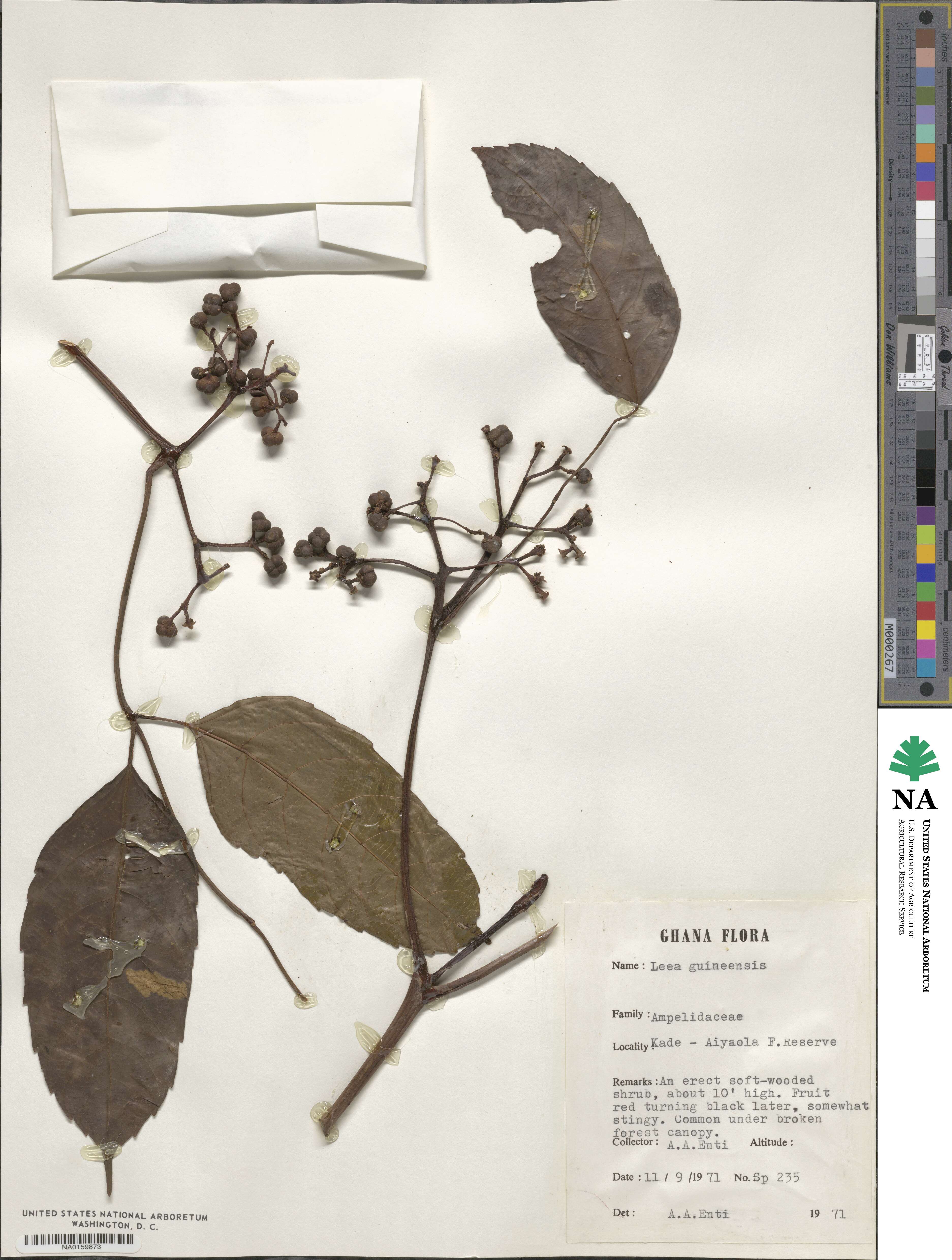 Leea guineensis image