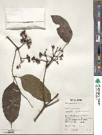 Leea guineensis image