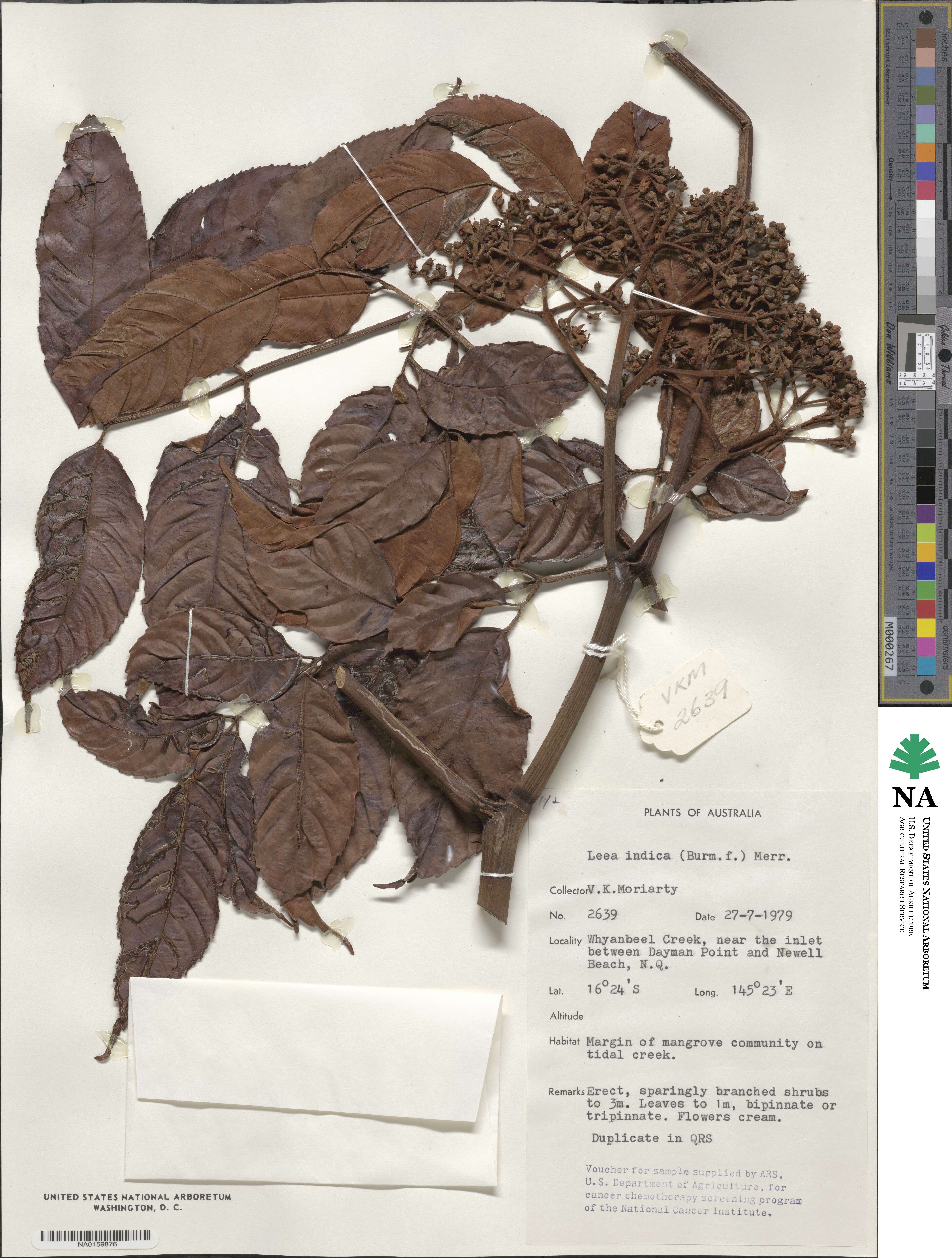 Leeoideae image