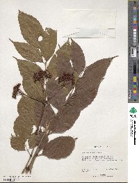 Leea guineensis image