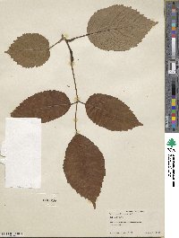 Leea guineensis image