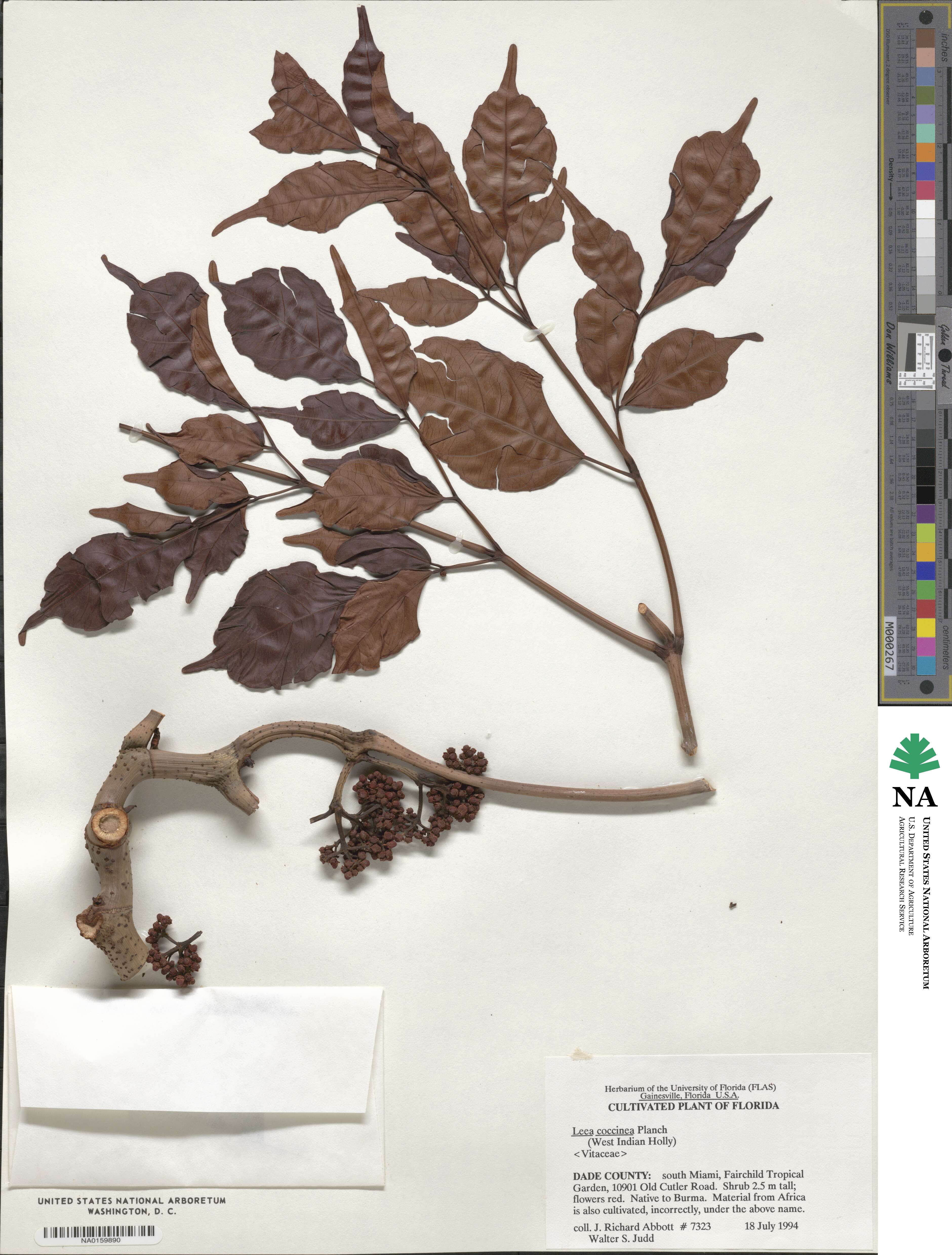 Leea guineensis image