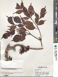 Leea guineensis image