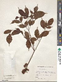 Leea guineensis image