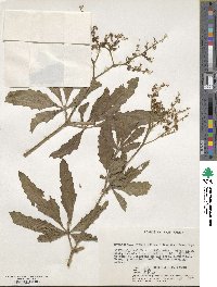 Cyphostemma serpens subsp. serpens image