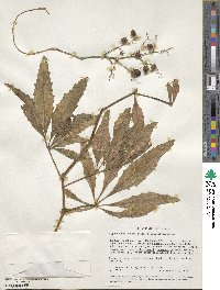 Cyphostemma serpens subsp. serpens image