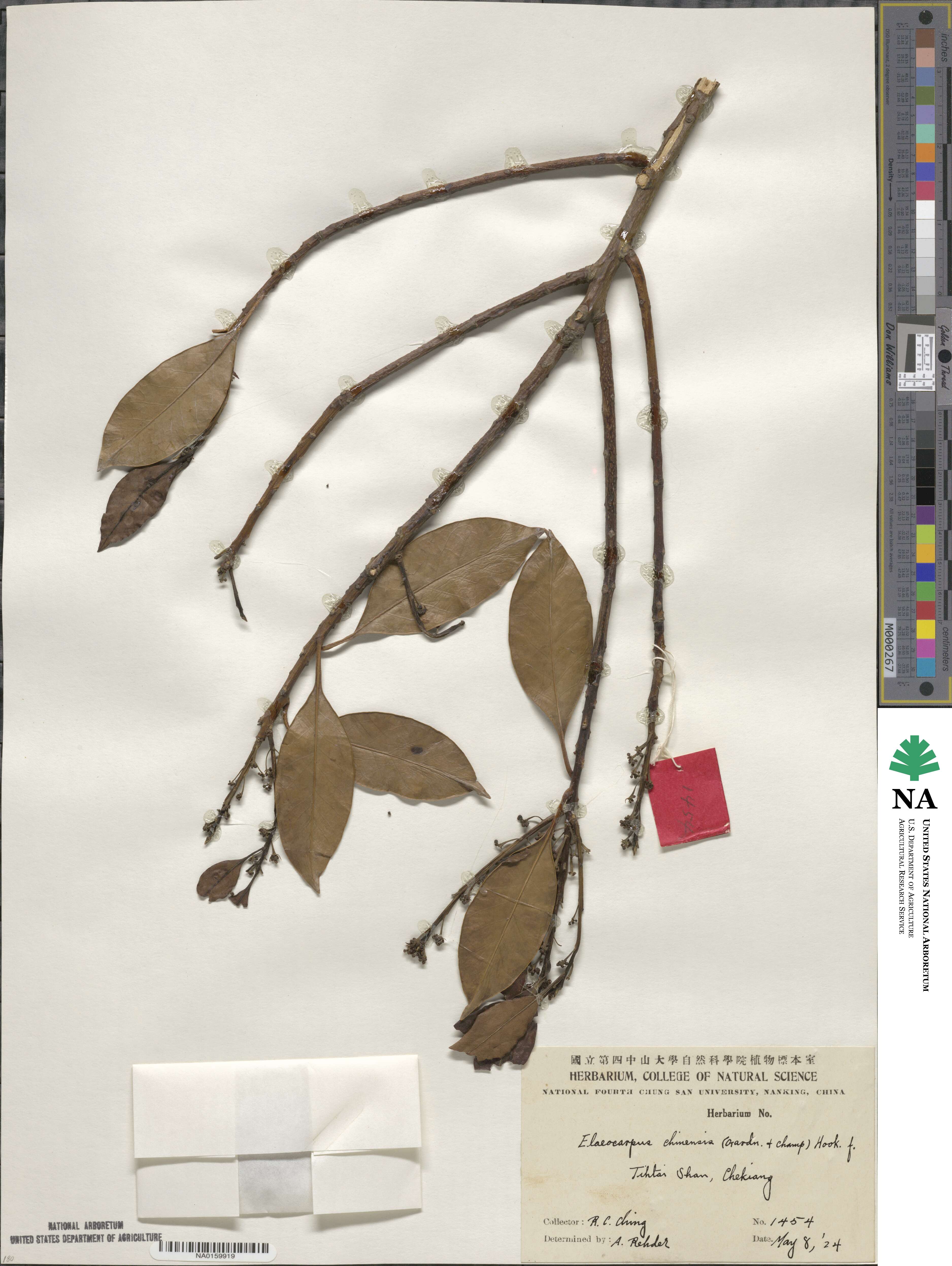 Elaeocarpus chinensis image