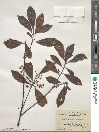 Elaeocarpus decipiens image