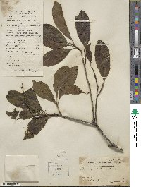 Elaeocarpus decipiens image