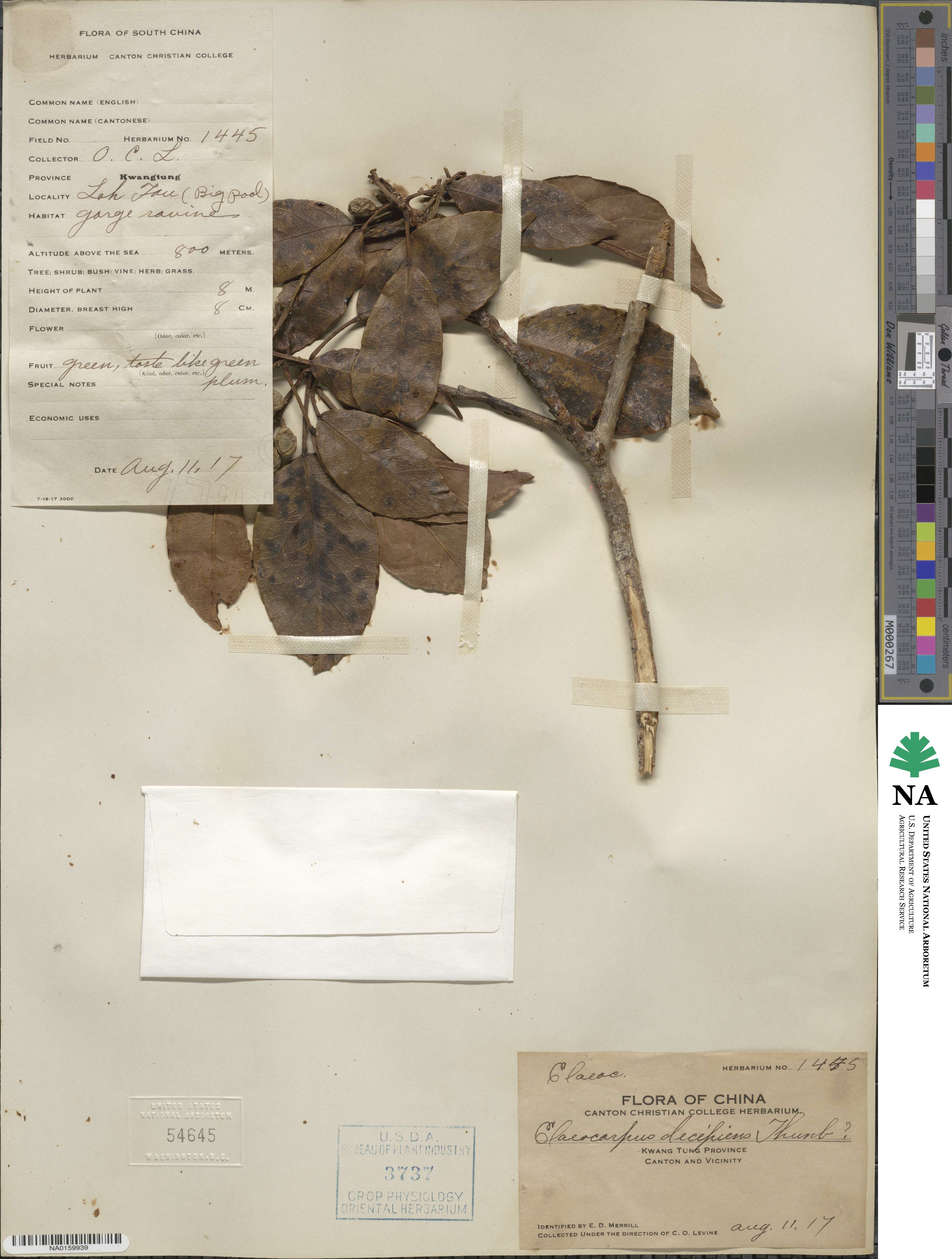Elaeocarpus decipiens image