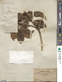 Elaeocarpus decipiens image