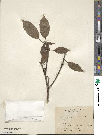 Elaeocarpus japonicus image