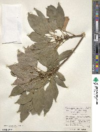 Elaeocarpus japonicus image