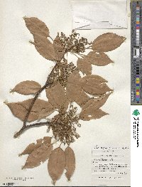 Elaeocarpus japonicus image