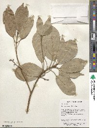 Elaeocarpus japonicus image