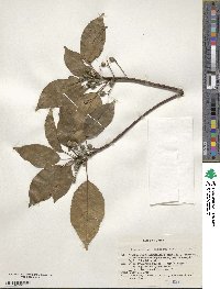 Elaeocarpus japonicus image