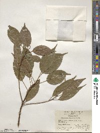 Elaeocarpus japonicus image