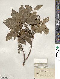 Elaeocarpus japonicus image