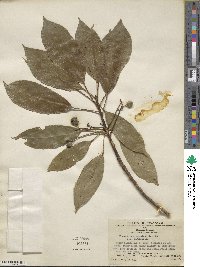 Elaeocarpus japonicus image