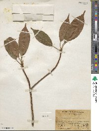 Elaeocarpus japonicus image