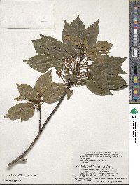 Elaeocarpus japonicus image