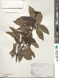 Elaeocarpus japonicus image