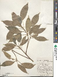 Elaeocarpus japonicus image