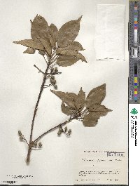 Elaeocarpus japonicus image