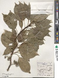 Elaeocarpus japonicus image