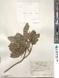 Elaeocarpus japonicus image