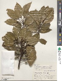 Elaeocarpus japonicus image