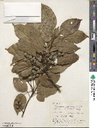 Elaeocarpus japonicus image