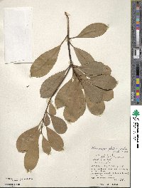 Elaeocarpus photiniifolia image